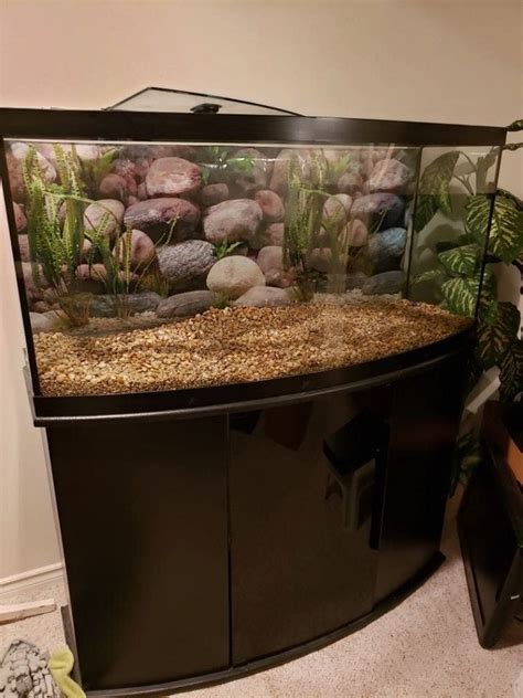 fish aquarium forum